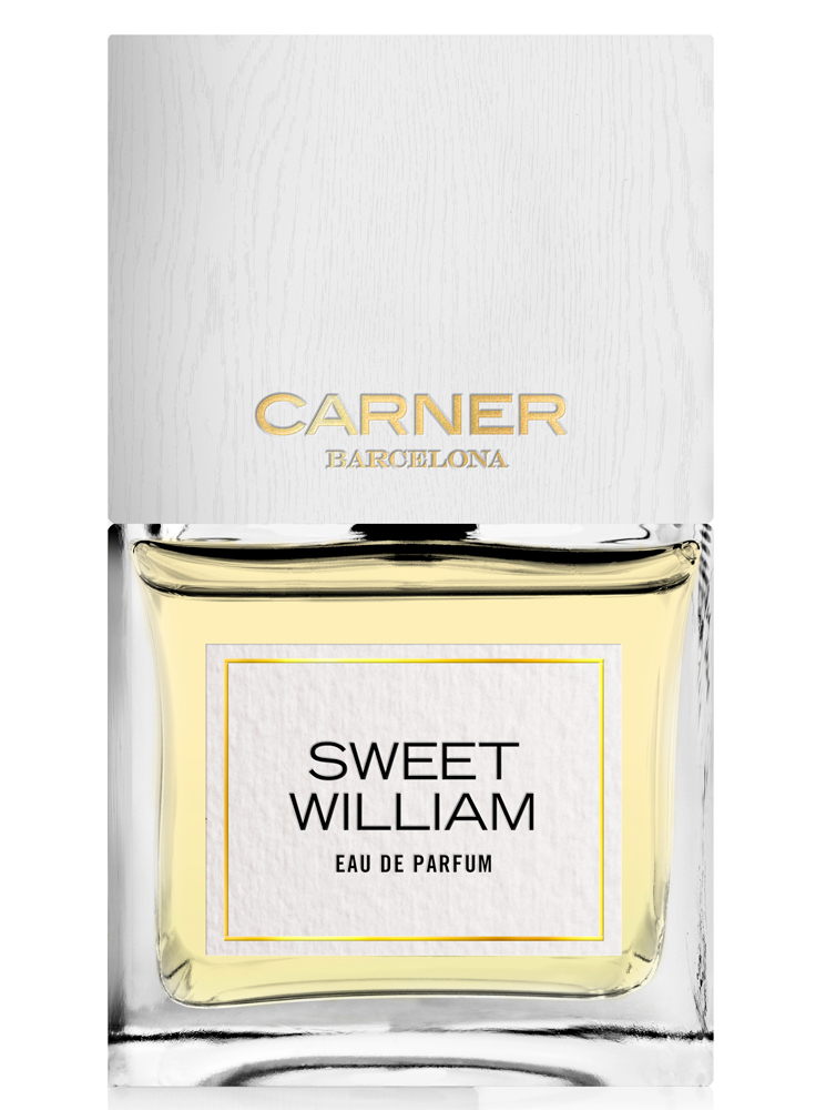 SWEET WILLIAM